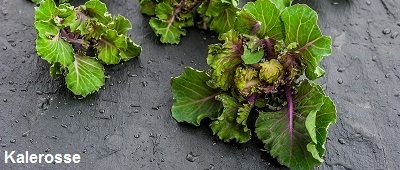 Kalerosse - nowe warzywo