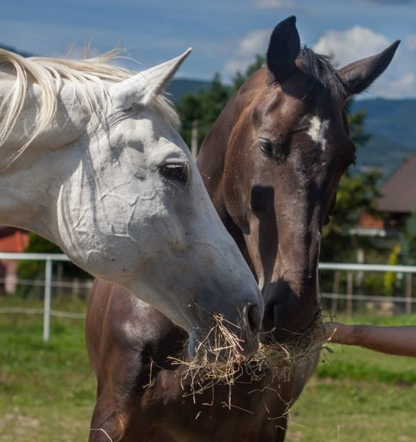 Pomóżmy koniom Pegazowi i White Lady
