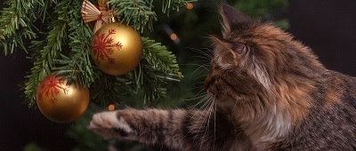 Choinka sztuczna czy prawdziwa