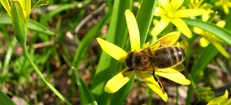 Wielki Dzień Pszczół w Wilanowie