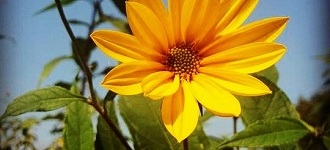 Zostań miejskim ogrodnikiem! 