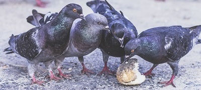 Najczęściej wyrzucamy pieniądze, a później pieczywo
