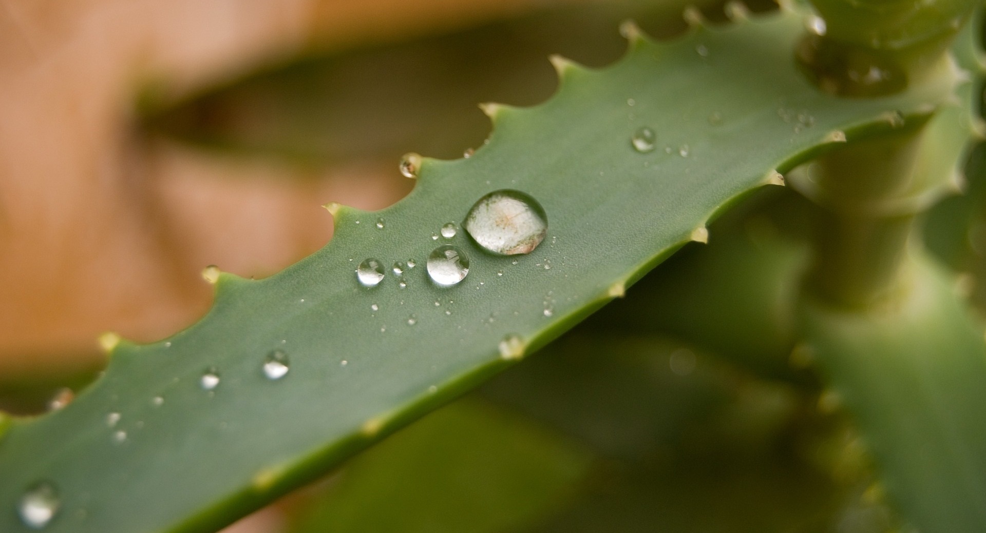 Sięgnij po aloes na zdrowie