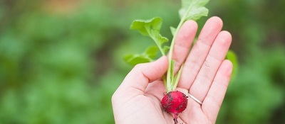 Czy warto sięgać po świeże, wiosenne warzywa?