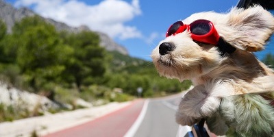 Pies na wakacjach, o czym należy pamiętać.