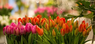 tulipany luty