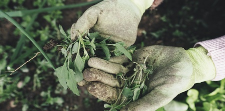 Praca gardening 1