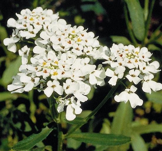 Iberis Amara – niepozorna roślinka łagodząca ból brzucha