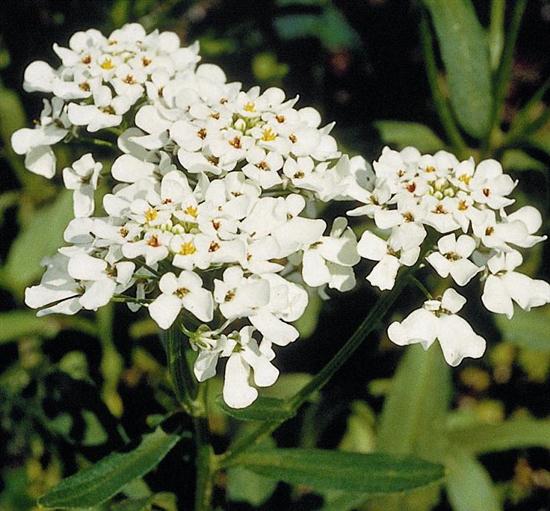 Iberis amara_kwiat