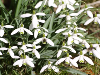 Kalendarzowa wiosna już trwa