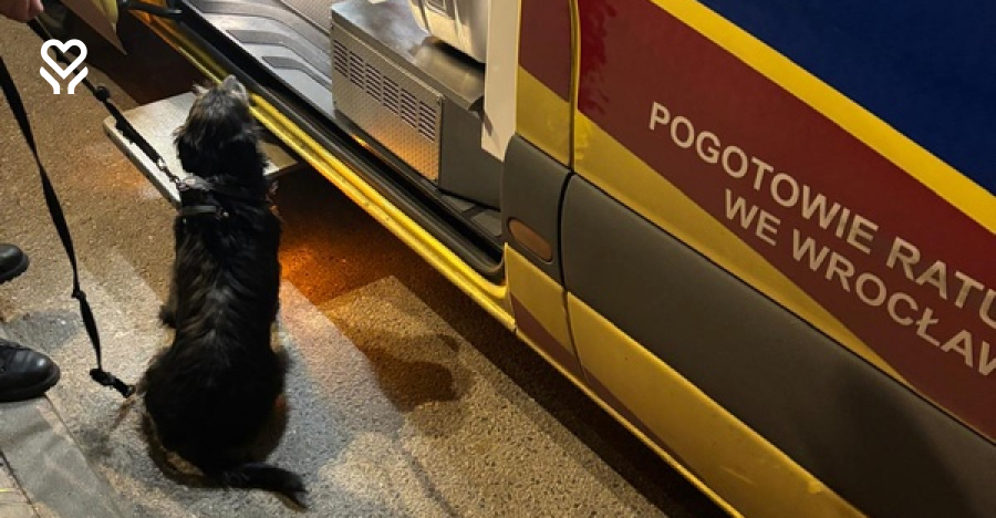 Wierny pies uratował życie swojego 71-letniego właściciela. Wzruszająca historia z Wrocławia