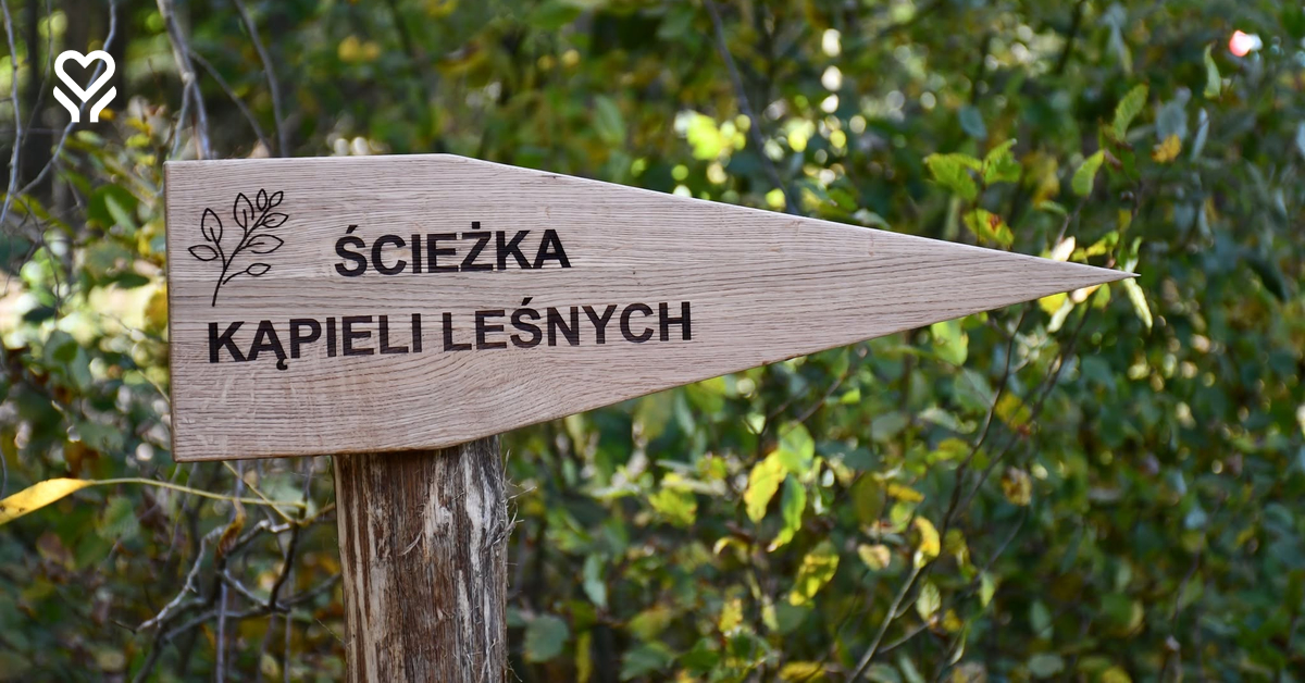 Nowa ścieżka w lesie zachęca do odpoczynku. Na czym polegają kąpiele leśne?